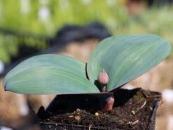 Edelrosen Geschaft -Edelrosen Geschaft blauzungen lauch m012566 w 1