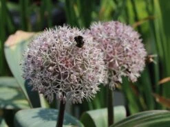 Blauzungen-Lauch -Edelrosen Geschaft blauzungen lauch m012566 w 3