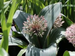 Blauzungen-Lauch -Edelrosen Geschaft blauzungen lauch m012566 w 4