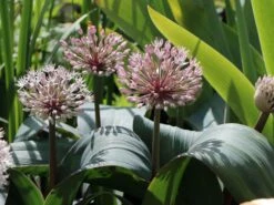 Blauzungen-Lauch -Edelrosen Geschaft blauzungen lauch m012566 w 5