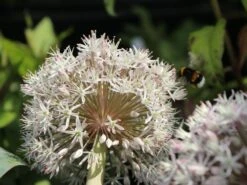 Blauzungen-Lauch -Edelrosen Geschaft blauzungen lauch m012566 w 6