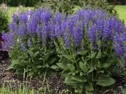 Blüten-Salbei 'Midnight Model'