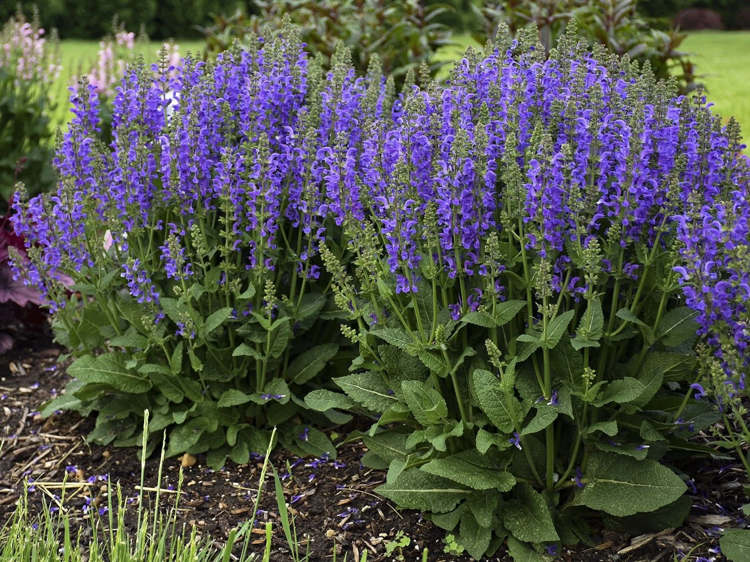 Blüten-Salbei 'Midnight Model' 1 Blüten-Salbei 'Midnight Model'