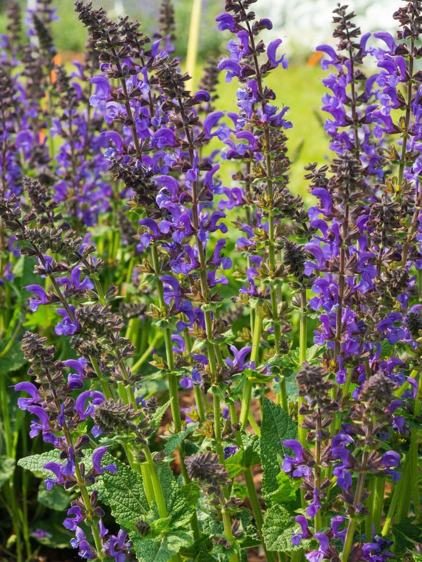 Blüten-Salbei 'Midnight Model' 2 Blüten-Salbei 'Midnight Model' – Bild 2