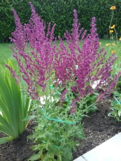 Blüten-Salbei 'Schwellenburg' -Edelrosen Geschaft blueten salbei schwellenburg m060332 193676 0