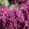 Blüten-Salbei 'Schwellenburg'