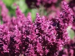 Blüten-Salbei 'Schwellenburg'