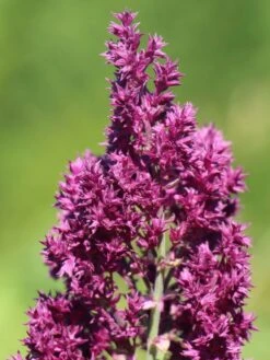 Blüten-Salbei 'Schwellenburg' -Edelrosen Geschaft blueten salbei schwellenburg m060332 w 1