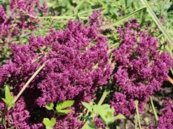 Blüten-Salbei 'Schwellenburg' -Edelrosen Geschaft blueten salbei schwellenburg m060332 w 2