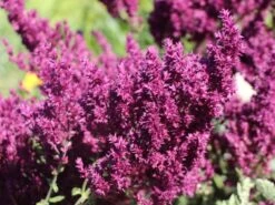 Blüten-Salbei 'Schwellenburg' -Edelrosen Geschaft blueten salbei schwellenburg m060332 w 3