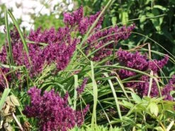 Blüten-Salbei 'Schwellenburg' -Edelrosen Geschaft blueten salbei schwellenburg m060332 w 4