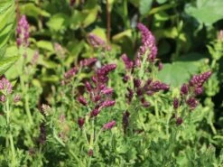 Blüten-Salbei 'Schwellenburg' -Edelrosen Geschaft blueten salbei schwellenburg m060332 w 5
