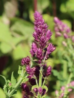 Blüten-Salbei 'Schwellenburg' -Edelrosen Geschaft blueten salbei schwellenburg m060332 w 6