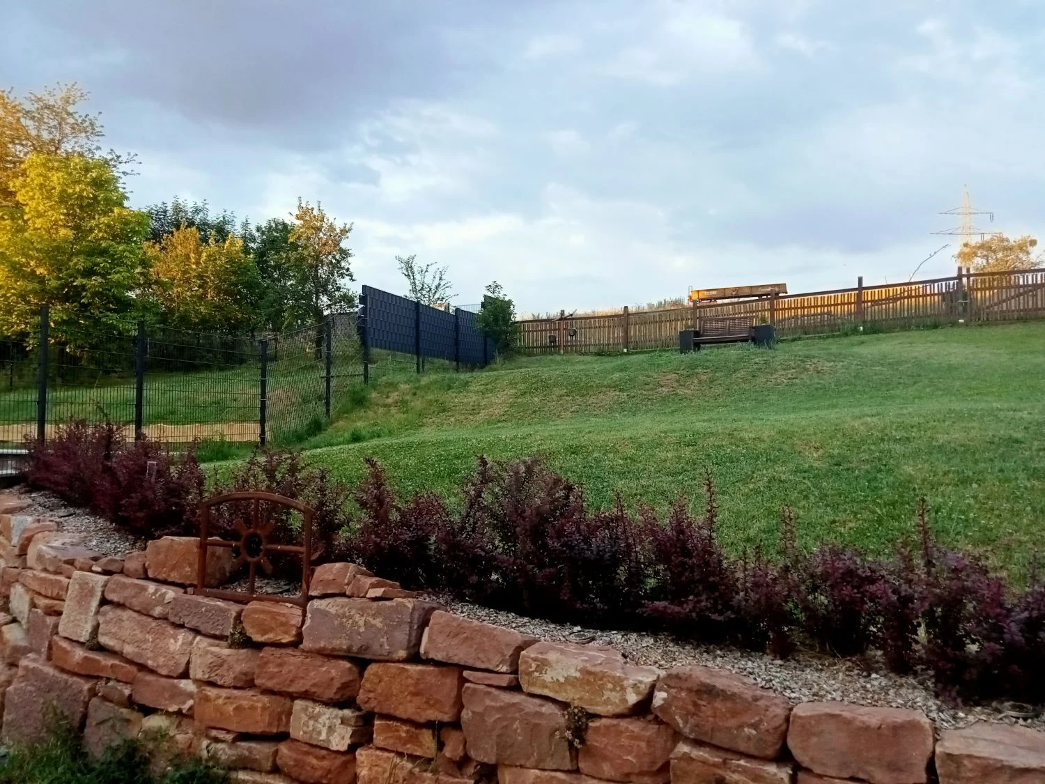 Blutberberitze / Rote Heckenberberitze 'Atropurpurea' 14 Blutberberitze / Rote Heckenberberitze 'Atropurpurea' – Bild 14