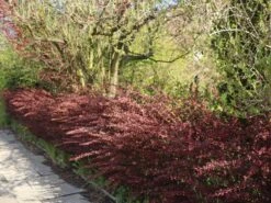 Blutberberitze / Rote Heckenberberitze 'Atropurpurea' 25 Blutberberitze / Rote Heckenberberitze 'Atropurpurea' -Edelrosen Geschaft blutberberitze rote heckenberberitze atropurpurea m003894 w 10