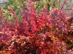 Blutberberitze / Rote Heckenberberitze 'Atropurpurea' 18 Blutberberitze / Rote Heckenberberitze 'Atropurpurea' -Edelrosen Geschaft blutberberitze rote heckenberberitze atropurpurea m003894 w 3