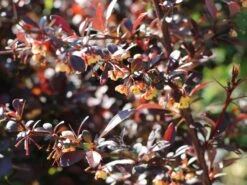 Blutberberitze / Rote Heckenberberitze 'Atropurpurea' 16 Blutberberitze / Rote Heckenberberitze 'Atropurpurea' -Edelrosen Geschaft blutberberitze rote heckenberberitze atropurpurea m003894 w 4