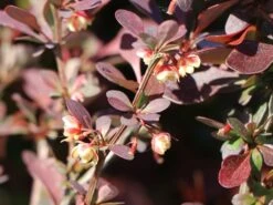 Blutberberitze / Rote Heckenberberitze 'Atropurpurea' 17 Blutberberitze / Rote Heckenberberitze 'Atropurpurea' -Edelrosen Geschaft blutberberitze rote heckenberberitze atropurpurea m003894 w 6