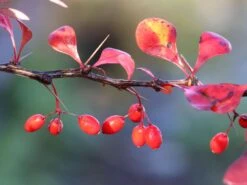 Blutberberitze / Rote Heckenberberitze 'Atropurpurea' 20 Blutberberitze / Rote Heckenberberitze 'Atropurpurea' -Edelrosen Geschaft blutberberitze rote heckenberberitze atropurpurea m003894 w 8