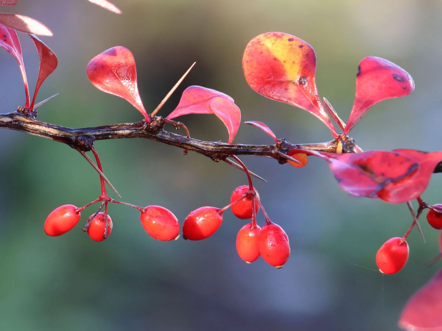 Blutberberitze / Rote Heckenberberitze 'Atropurpurea' 7 Blutberberitze / Rote Heckenberberitze 'Atropurpurea' – Bild 7