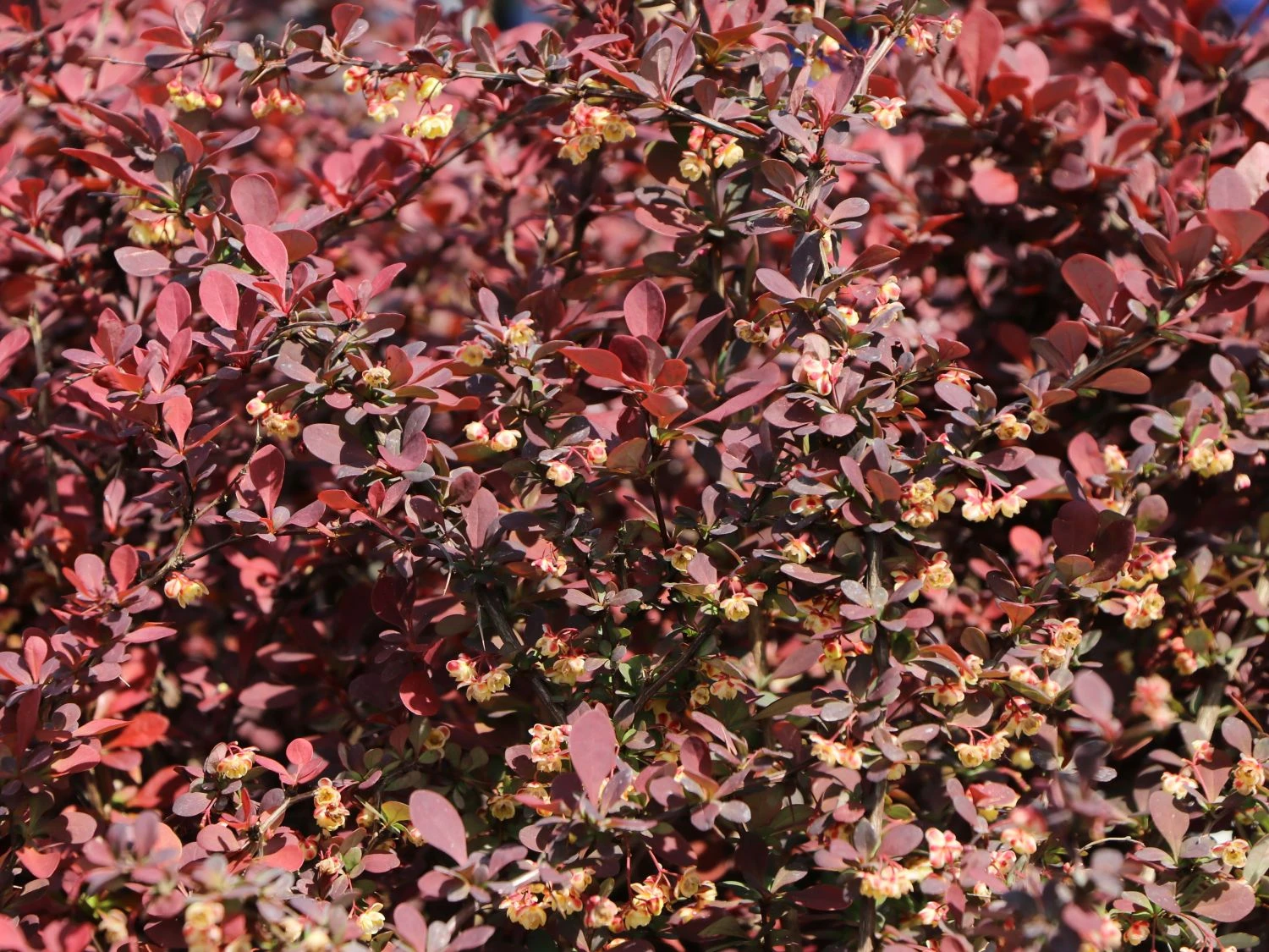 Blutberberitze / Rote Heckenberberitze 'Atropurpurea' 8 Blutberberitze / Rote Heckenberberitze 'Atropurpurea' – Bild 8