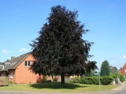 Blutbuche 'Purpurea' -Edelrosen Geschaft blutbuche fagus sylvatica purpurea m002620 w 4