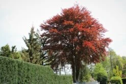 Blutbuche 'Purpurea' -Edelrosen Geschaft blutbuche purpurea m002620 587357 0