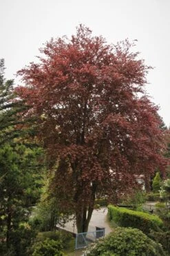 Blutbuche 'Purpurea' -Edelrosen Geschaft blutbuche purpurea m002620 587357 1