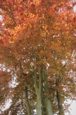 Blutbuche 'Purpurea' -Edelrosen Geschaft blutbuche purpurea m002620 587357 2