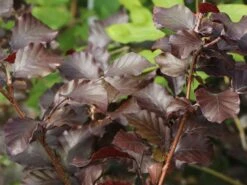 Blutbuche 'Purpurea' -Edelrosen Geschaft blutbuche purpurea m002620 w 1
