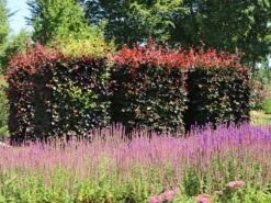 Blutbuche 'Purpurea' -Edelrosen Geschaft blutbuche purpurea m002620 w 2