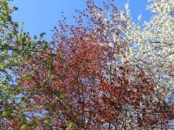 Blutbuche 'Purpurea' -Edelrosen Geschaft blutbuche purpurea m002620 w 6