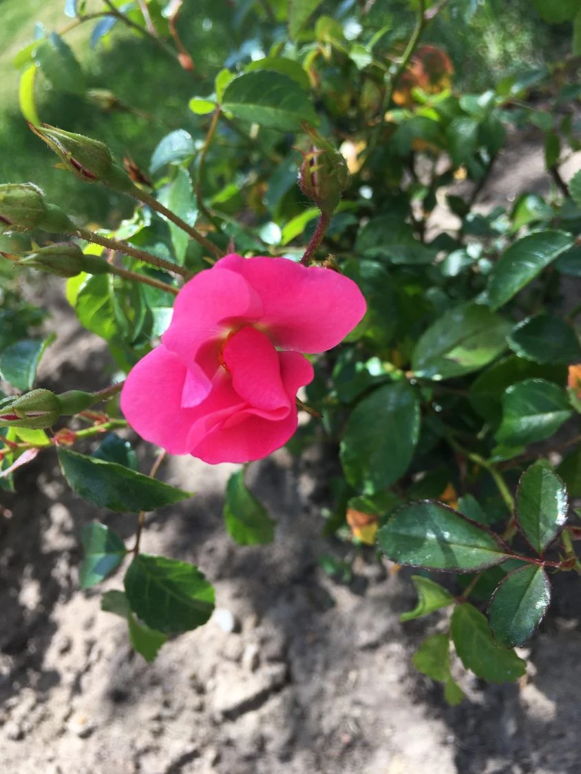 Bodendecker-Rose / Beetrose 'Fortuna' ® 11 Bodendecker-Rose / Beetrose 'Fortuna' ® – Bild 11