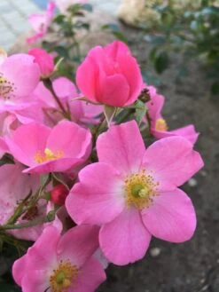 Bodendecker-Rose / Beetrose 'Fortuna' ® 20 Bodendecker-Rose / Beetrose 'Fortuna' ® -Edelrosen Geschaft bodendecker rose beetrose fortuna m002966 401538 0