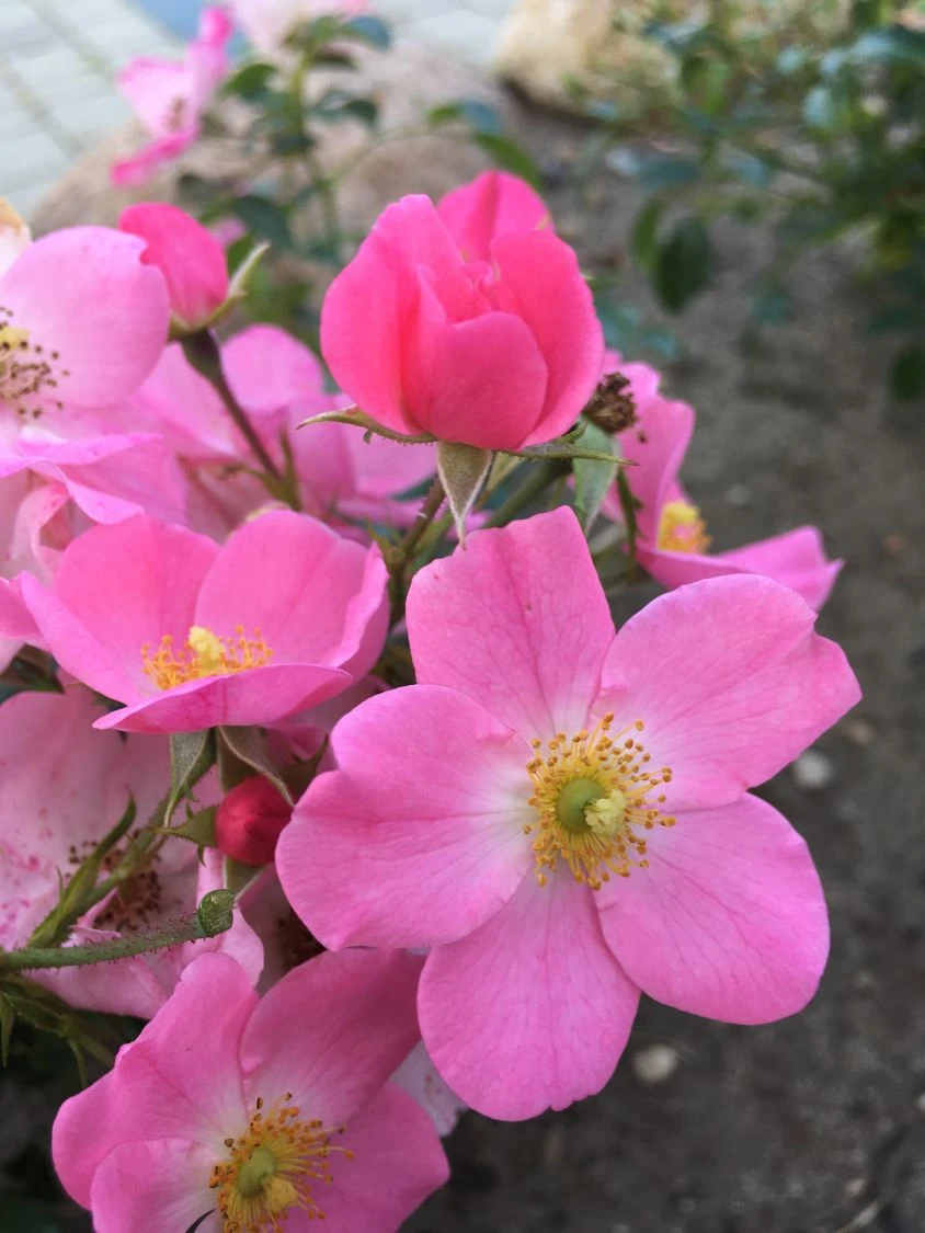 Bodendecker-Rose / Beetrose 'Fortuna' ® 10 Bodendecker-Rose / Beetrose 'Fortuna' ® – Bild 10