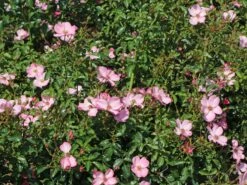 Bodendecker-Rose / Beetrose 'Fortuna' ® 17 Bodendecker-Rose / Beetrose 'Fortuna' ® -Edelrosen Geschaft bodendecker rose beetrose fortuna m002966 w 0