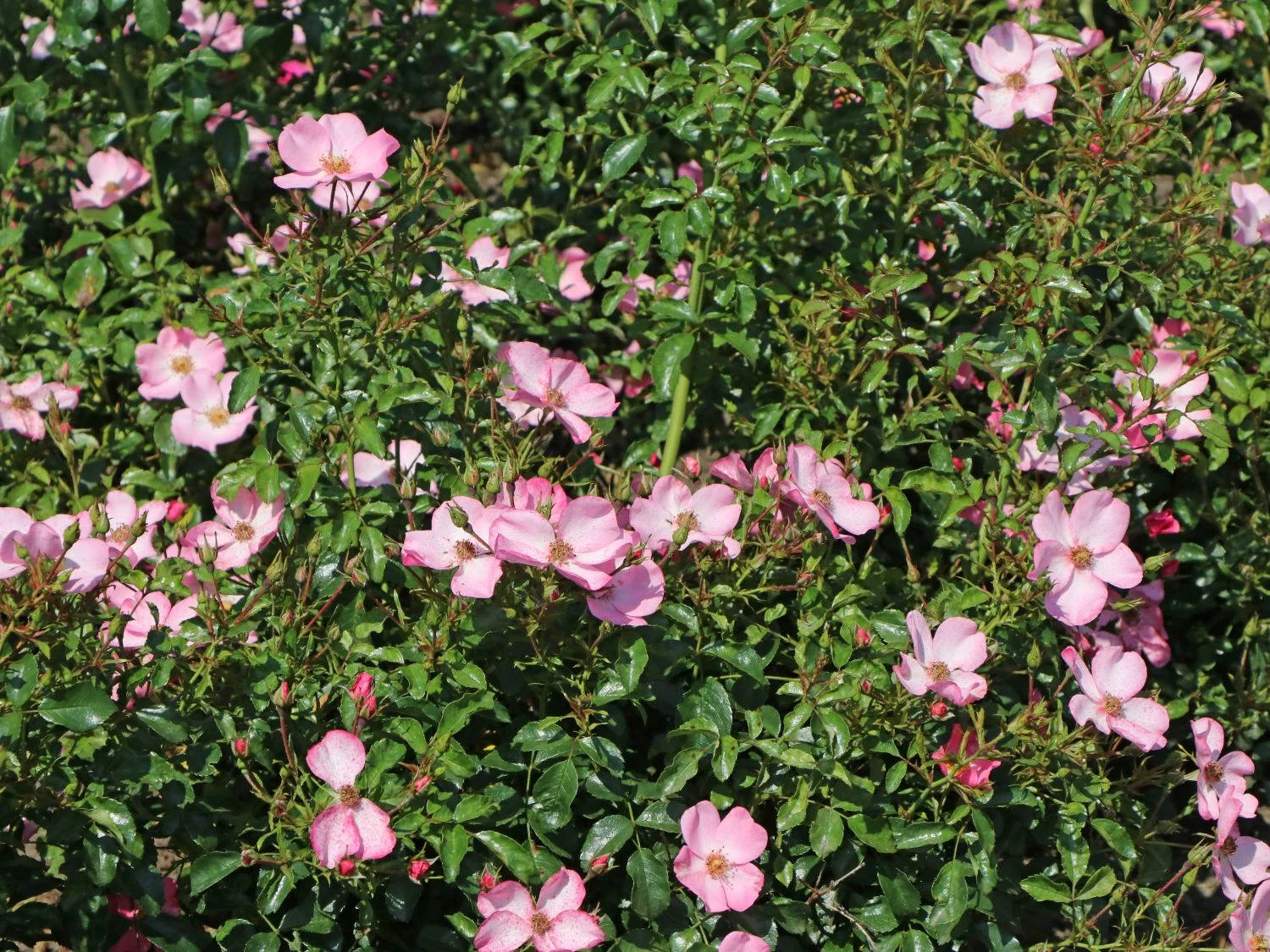 Bodendecker-Rose / Beetrose 'Fortuna' ® 7 Bodendecker-Rose / Beetrose 'Fortuna' ® – Bild 7