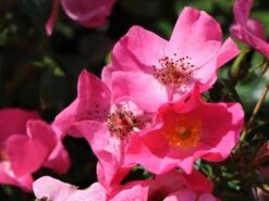 Bodendecker-Rose / Beetrose 'Fortuna' ® 13 Bodendecker-Rose / Beetrose 'Fortuna' ® -Edelrosen Geschaft bodendecker rose beetrose fortuna m002966 w 1