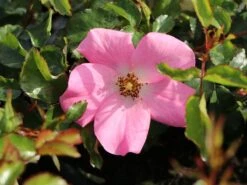 Bodendecker-Rose / Beetrose 'Fortuna' ® 16 Bodendecker-Rose / Beetrose 'Fortuna' ® -Edelrosen Geschaft bodendecker rose beetrose fortuna m002966 w 2