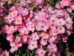 Bodendecker-Rose / Beetrose 'Fortuna' ® 14 Bodendecker-Rose / Beetrose 'Fortuna' ® -Edelrosen Geschaft bodendecker rose beetrose fortuna m002966 w 3