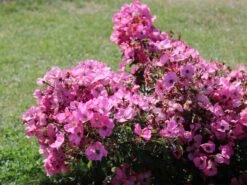 Bodendecker-Rose / Beetrose 'Fortuna' ® 19 Bodendecker-Rose / Beetrose 'Fortuna' ® -Edelrosen Geschaft bodendecker rose beetrose fortuna m002966 w 4