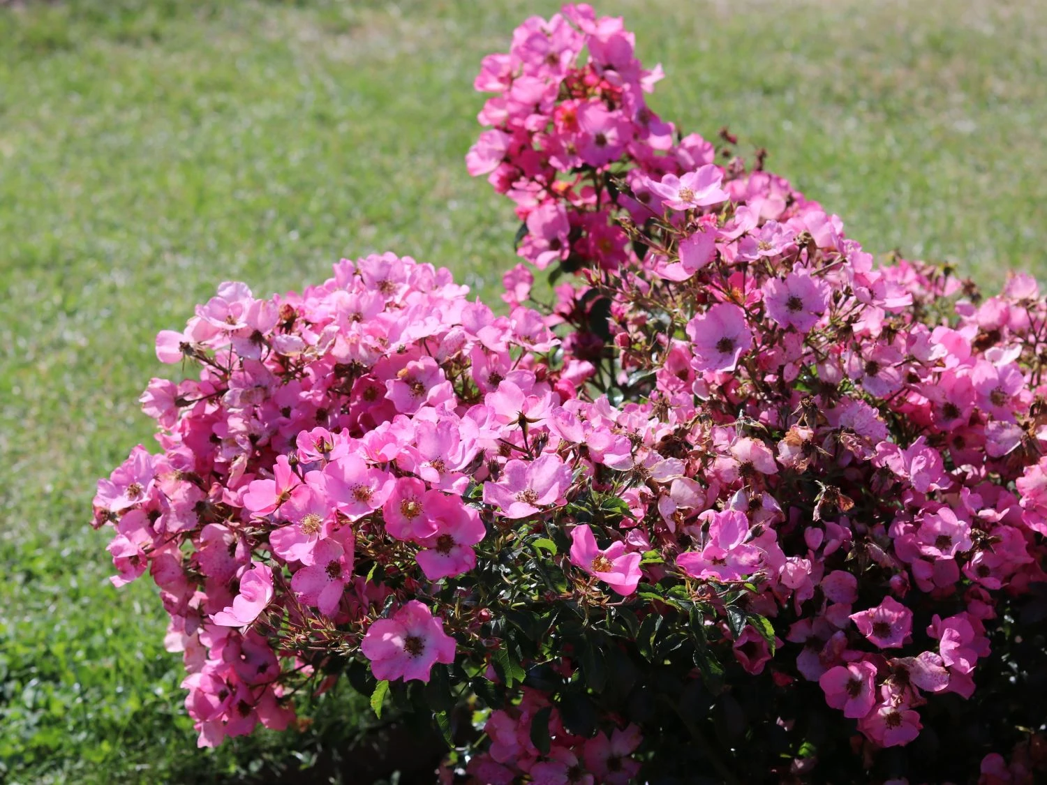 Bodendecker-Rose / Beetrose 'Fortuna' ® 9 Bodendecker-Rose / Beetrose 'Fortuna' ® – Bild 9