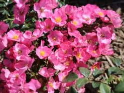 Bodendecker-Rose / Beetrose 'Fortuna' ® 18 Bodendecker-Rose / Beetrose 'Fortuna' ® -Edelrosen Geschaft bodendecker rose beetrose fortuna m002966 w 5