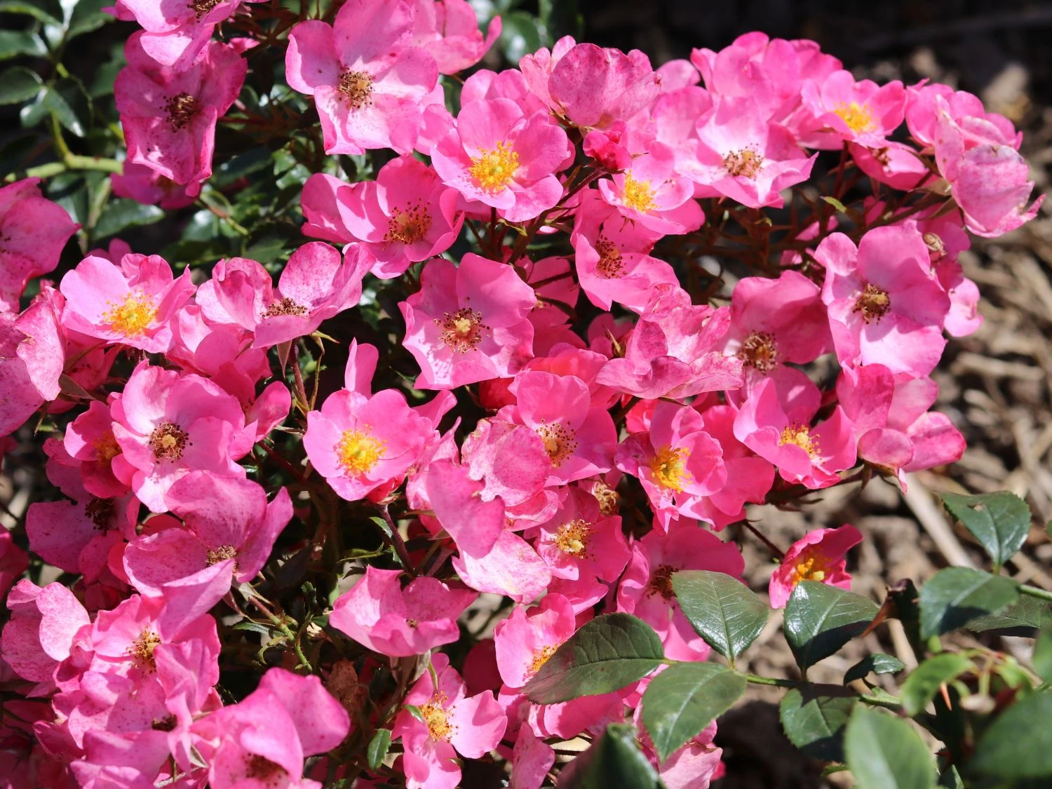 Bodendecker-Rose / Beetrose 'Fortuna' ® 8 Bodendecker-Rose / Beetrose 'Fortuna' ® – Bild 8