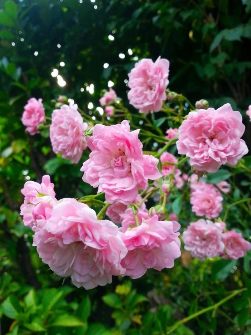 Bodendecker-Rose / Beetrose 'The Fairy' 13 Bodendecker-Rose / Beetrose 'The Fairy' – Bild 13