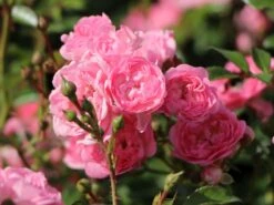 Bodendecker-Rose / Beetrose 'The Fairy'