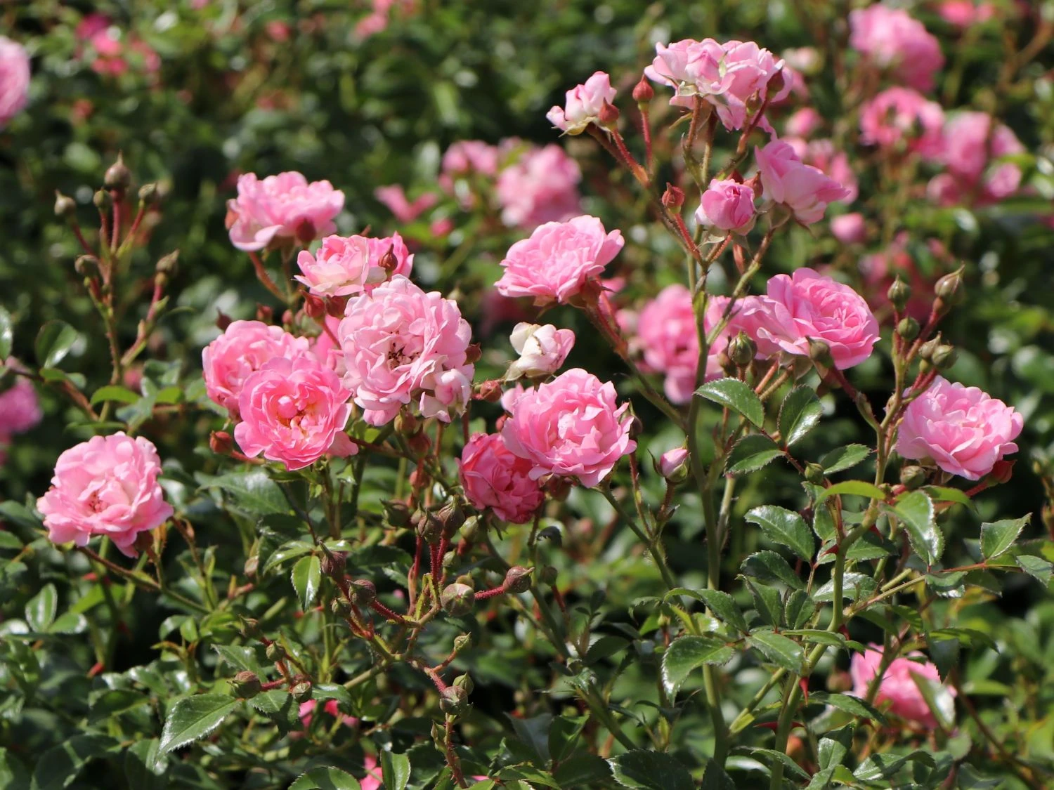 Bodendecker-Rose / Beetrose 'The Fairy' 10 Bodendecker-Rose / Beetrose 'The Fairy' – Bild 10