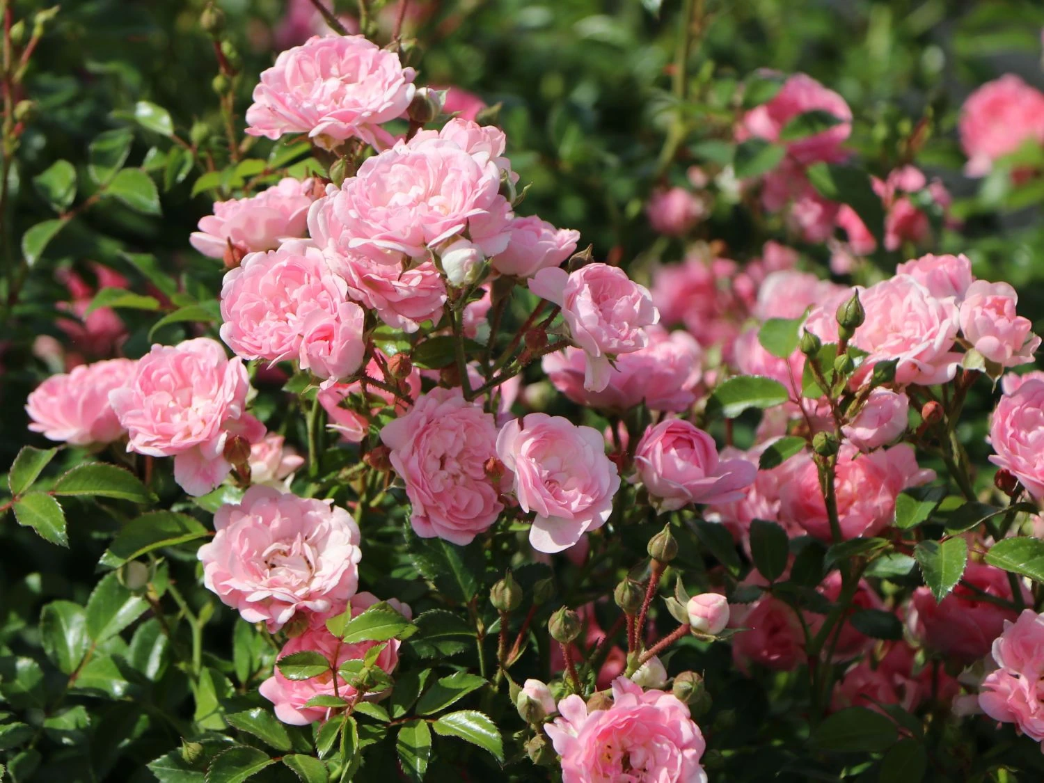 Bodendecker-Rose / Beetrose 'The Fairy' 9 Bodendecker-Rose / Beetrose 'The Fairy' – Bild 9