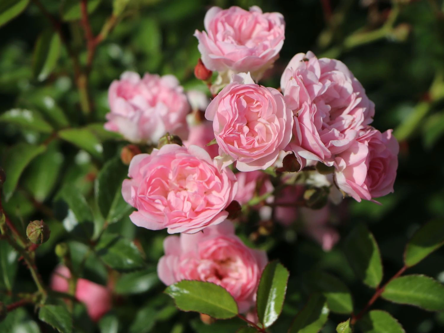 Bodendecker-Rose / Beetrose 'The Fairy' 5 Bodendecker-Rose / Beetrose 'The Fairy' – Bild 5