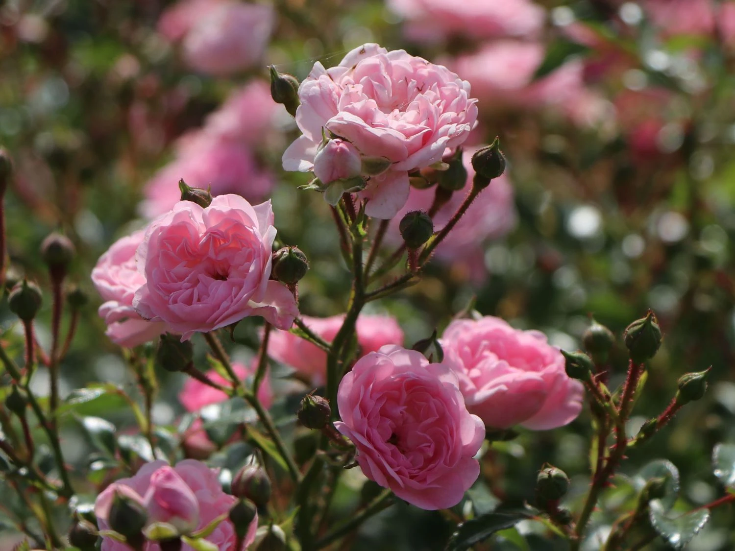 Bodendecker-Rose / Beetrose 'The Fairy' 4 Bodendecker-Rose / Beetrose 'The Fairy' – Bild 4